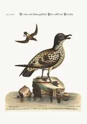 Der weiß-schwarz gefleckte Peteril und der kleine Peteril, 1749-73